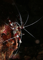 Raja Ampat 2016 - Stenopus hispidus - Banded coral shrimp - Grande crevette nettoyeuse - IMG_4194_rc